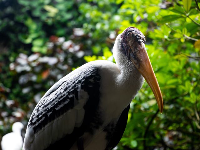 a painted stork at Bird Paradise park, Mandai Wildlife Reserve