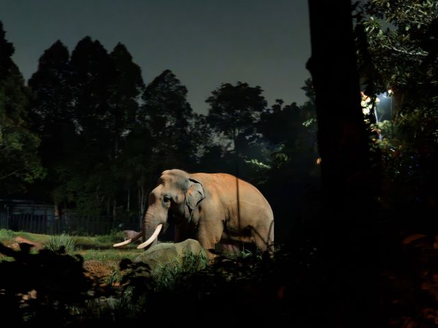 an elephant in a night safari in Singapore