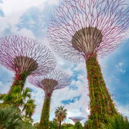 Supertree Grove at Gardens by the Bay, Singapore