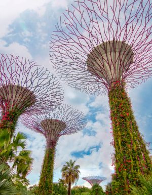 Supertree Grove at Gardens by the Bay, Singapore