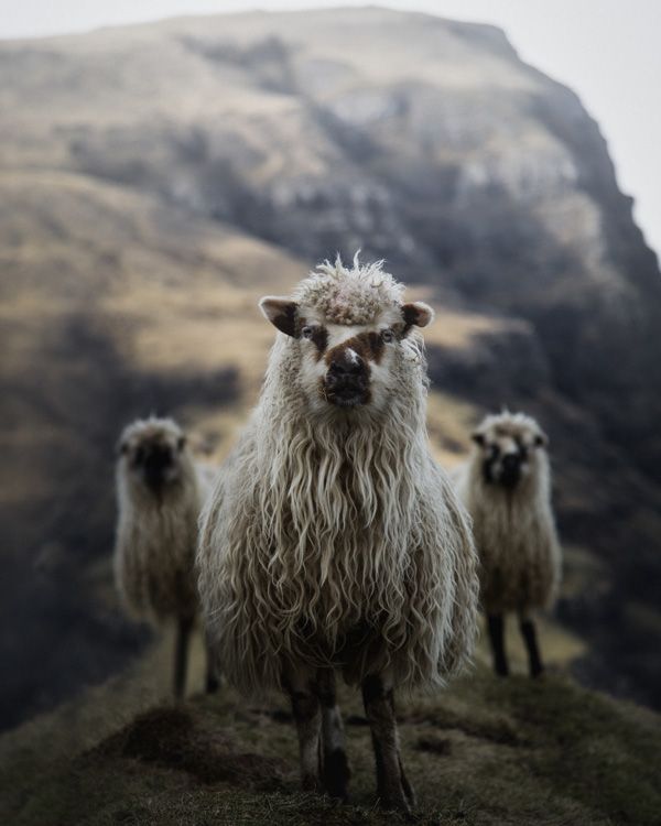 Sheep on Faroe Islands