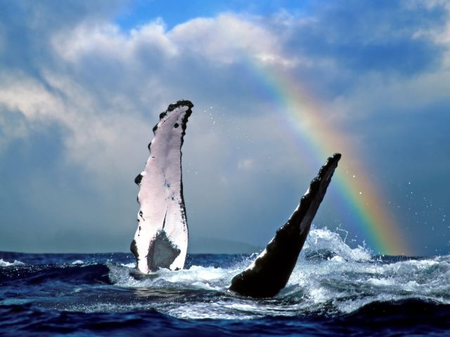a rainbow during a whale watching tour in Hawaii