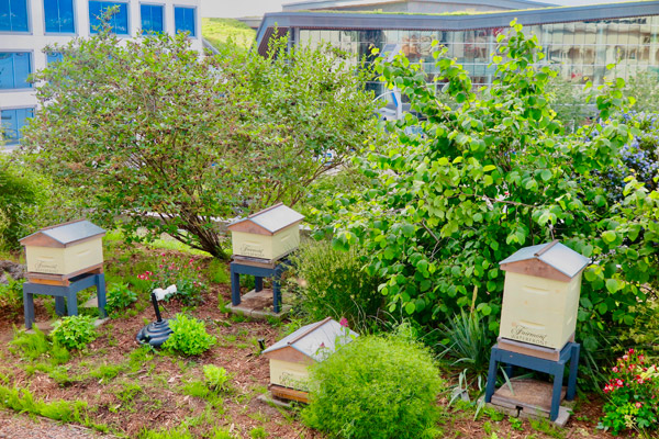 Bee Hives in Fairmont Waterfront Vancouver