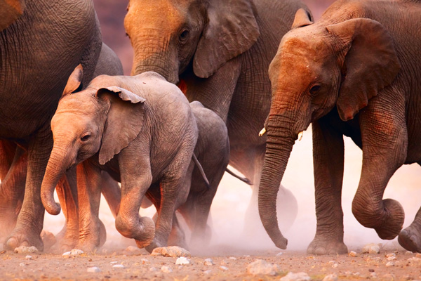 Elephant-herd-on-the-run-in-Etosha-desert