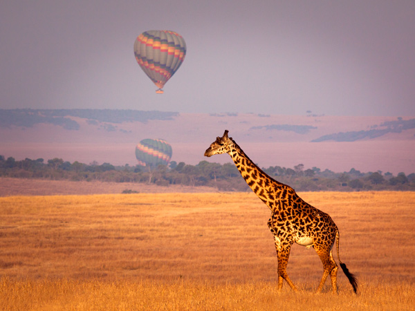 Giraffe walking with hot air balloons behind. 