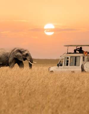 Elephant next to safari car in Maasai Mara
