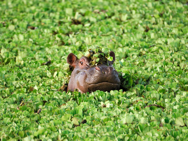 Hippo hiding in water at Maasai Mara