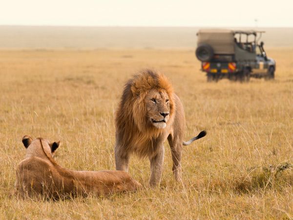 Safari next to two lions in Maasai Mara