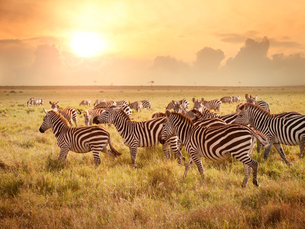 Zebras at sunset in Maasai Mara