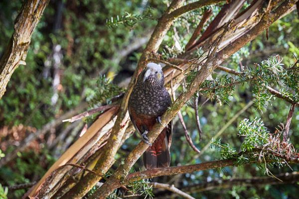 Birdwatching on Stewart Island New Zealand