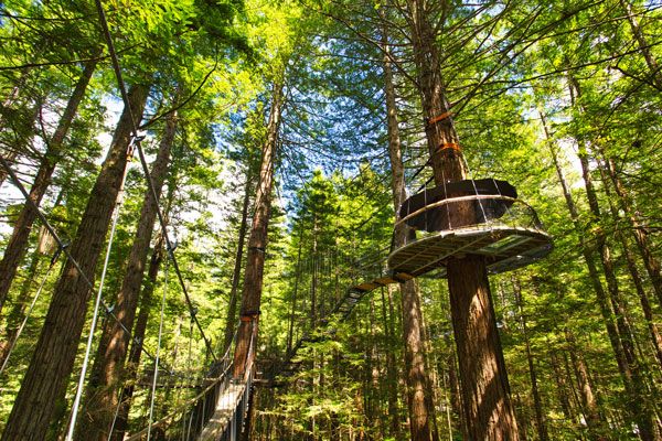 The Redwoods Treewalk