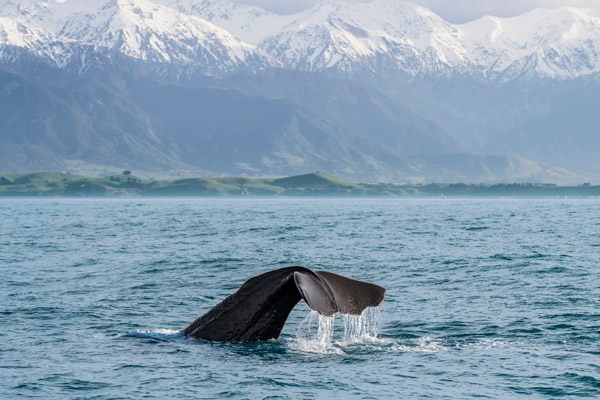 Whale watching in Kaikoura Canterbury
