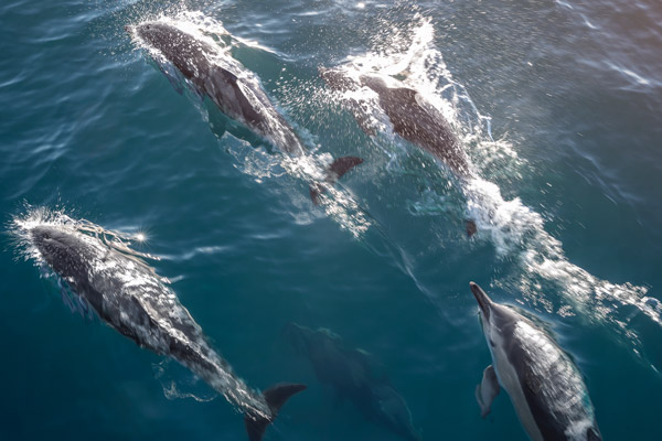 dolphin watching New Zealand