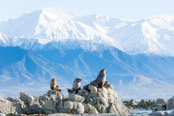 Seals Kaikoura