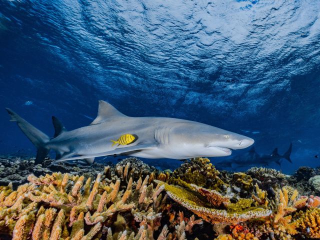 shark diving in Fiji