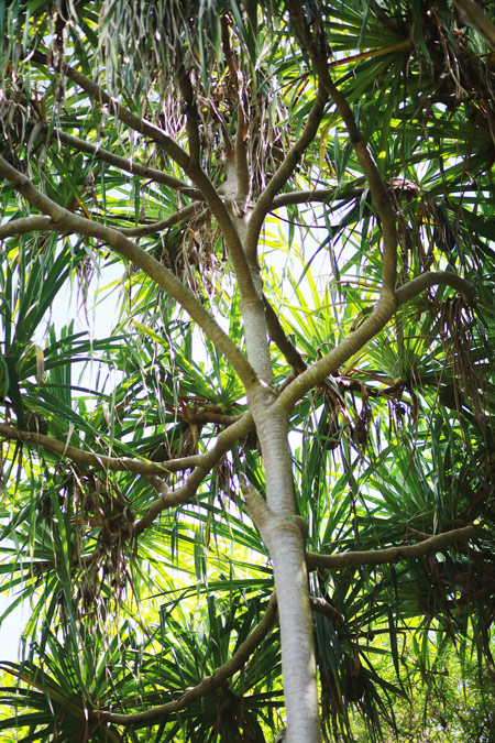 Greenery on Ua Huka.