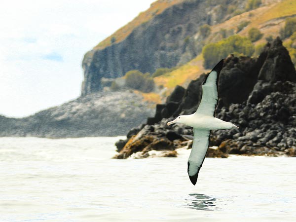 Spot the Royal Albatross.