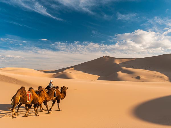 Ride a Bactrian camel
