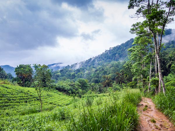 Tea Plantations to visit in Sri Lanka