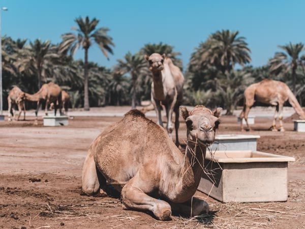 Bahrain Royal Camel Farm