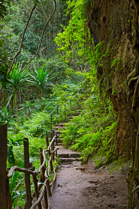 Hiking Karura Forest