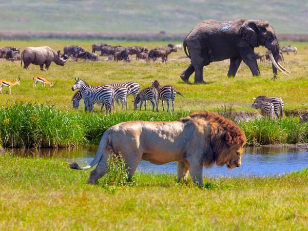 common wildebeest crossing points along the Mara River