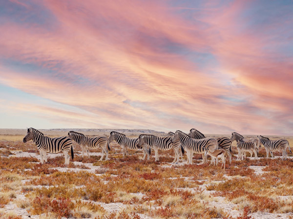 Etosha National Park