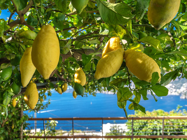 Take a lemon tour in a typical family-run Amalfi lemon grove.