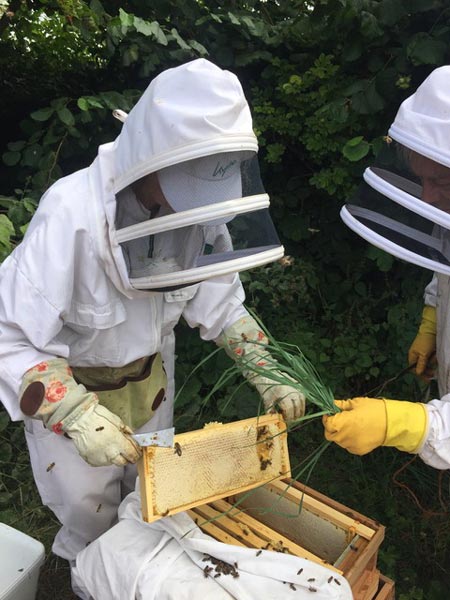 ‘Bee Safari’ in Somerset