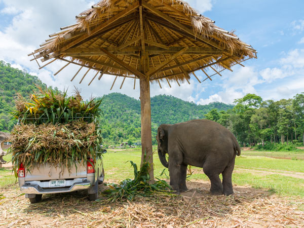 Elephant Nature Park
