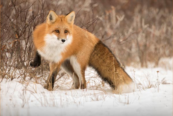 The variety of animals and plant life is astounding