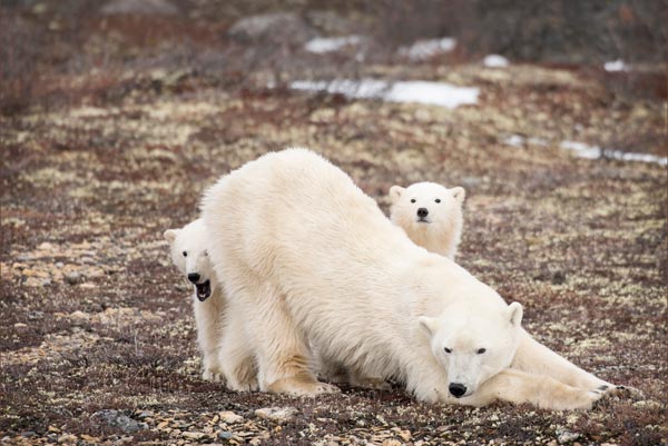 Churchill, Manitoba