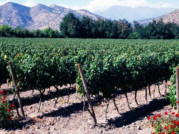 Maipo Valley wine region