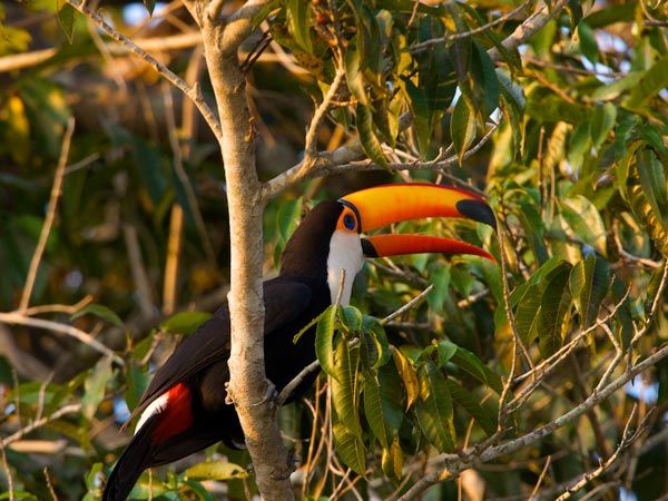 The Pantanal is spectacular for wildlife spotting.