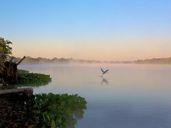 Nature adapts to the rhythm of the waters in the Pantanal. 