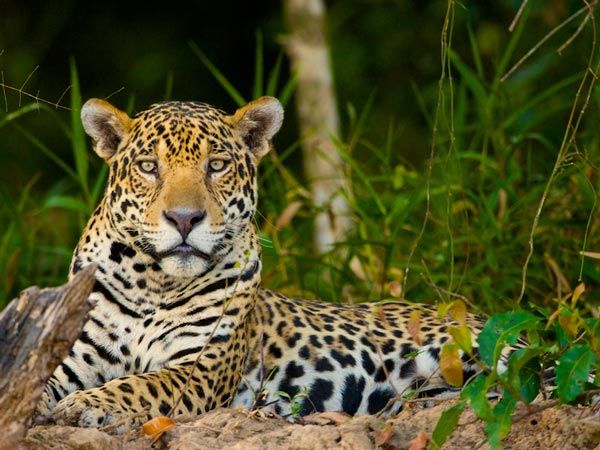 the Pantanal exists as a beacon of hope for big cats.