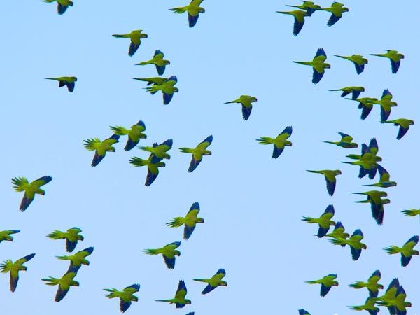 Wildlife in the Pantanal