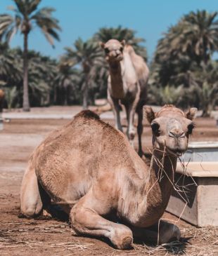 Insider guides to the Middle East