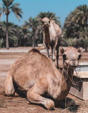 Insider guides to the Middle East