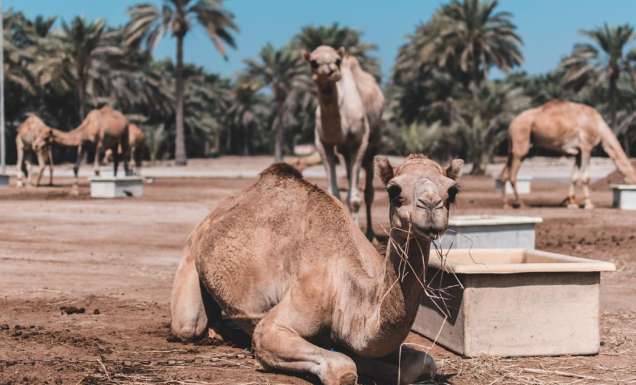 Insider guides to the Middle East