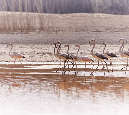Flamingos Al Wathba Wetland Reserve, Abu Dhabi