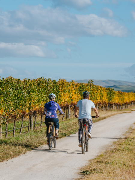 Hawke's Bay vineyard cycling