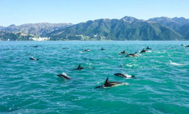 39. New Zealand's dolphin-spotting hotspots