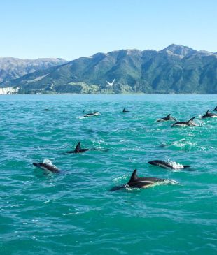 New Zealand’s dolphin-spotting hotspots