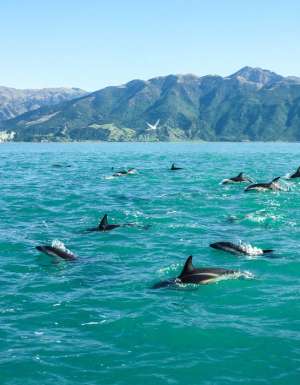 39. New Zealand's dolphin-spotting hotspots