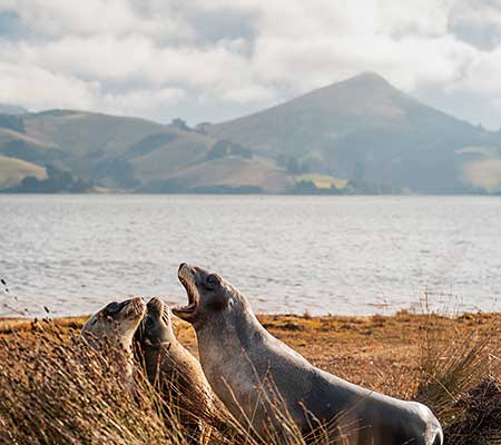 Sea Lions, Hoopers Inlet, Dunedin NZ