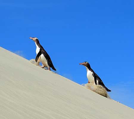 Yellow Eyed Penguins, Dunedin NZ