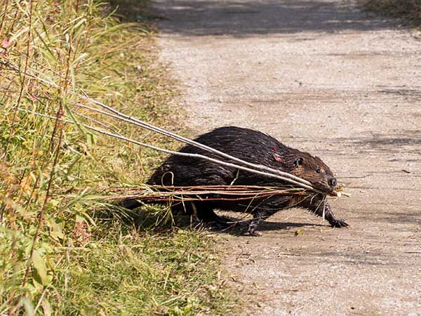 Beaver Riding Mountain National Park, Manitoba, Canada