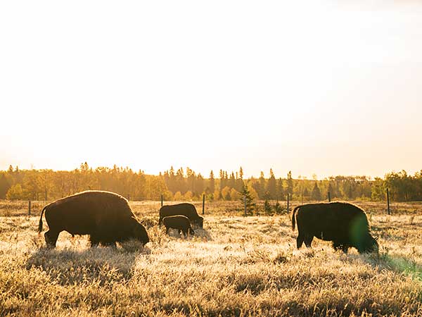 Bison Riding Mountain National Park Manitoba Canada