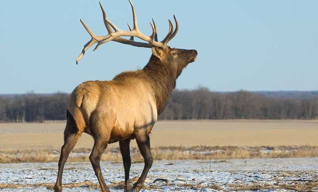 Bull elk Riding National Park Featured Manitoba Canada
